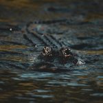 Amphibious Vehicles: Cars That Swim Like Boats