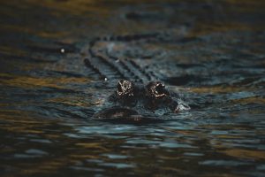 Amphibious Vehicles: Cars That Swim Like Boats