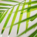 Eco-Friendly Homes Leading the Green Revolution