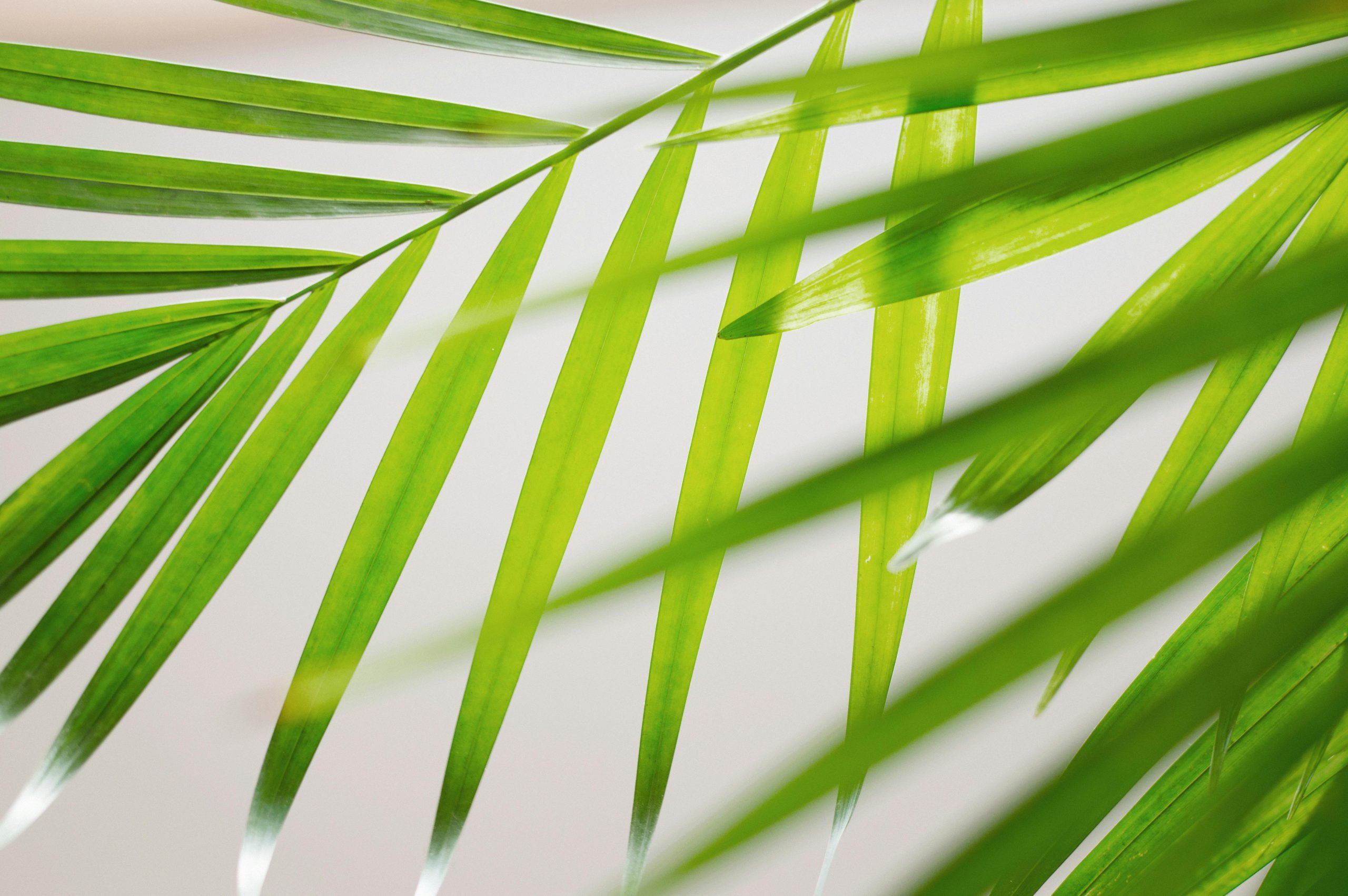 Eco-Friendly Homes Leading the Green Revolution