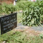 School Gardens: Growing Minds Alongside Vegetables