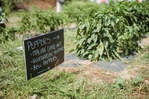 School Gardens: Growing Minds Alongside Vegetables
