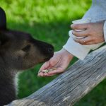 Pet Care Routines for Happy, Healthy Animals