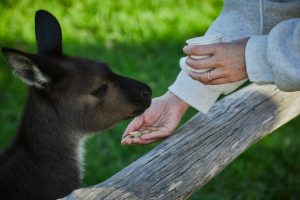 Pet Care Routines for Happy, Healthy Animals