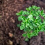 Microgreens Growing: Tiny Plants with Massive Nutritional Impact