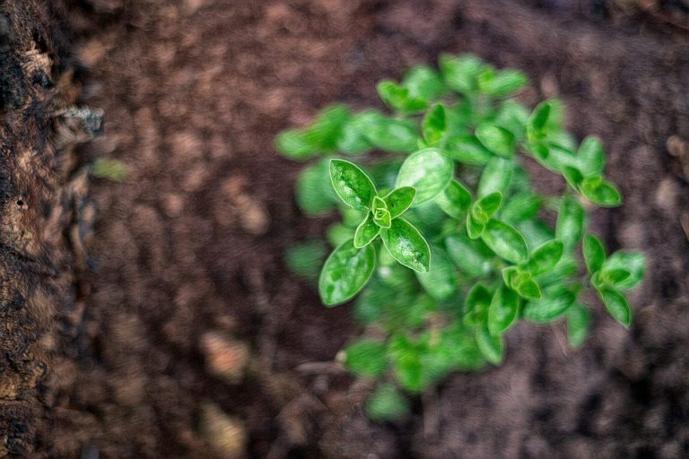 Microgreens Growing: Tiny Plants with Massive Nutritional Impact
